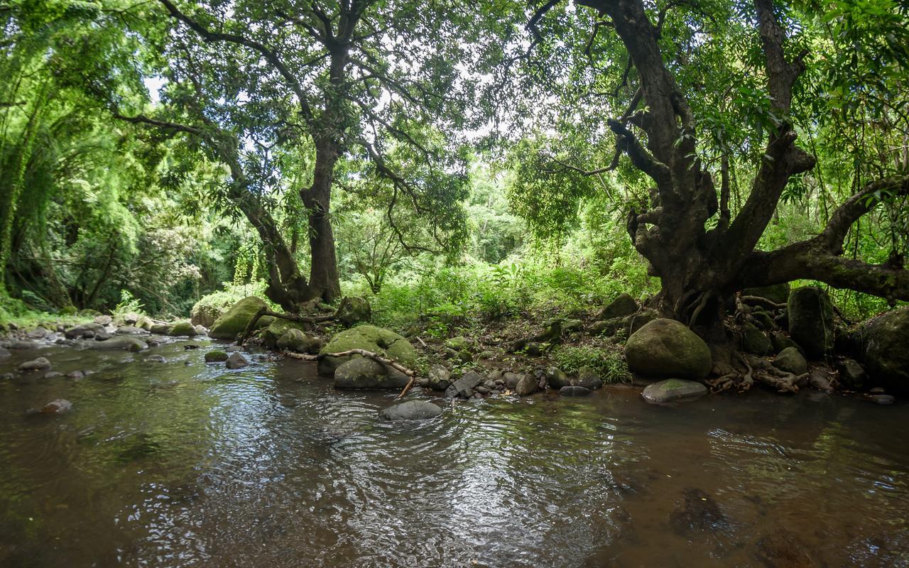 Canton SuisseMartinique Treehouse别墅 外观 照片