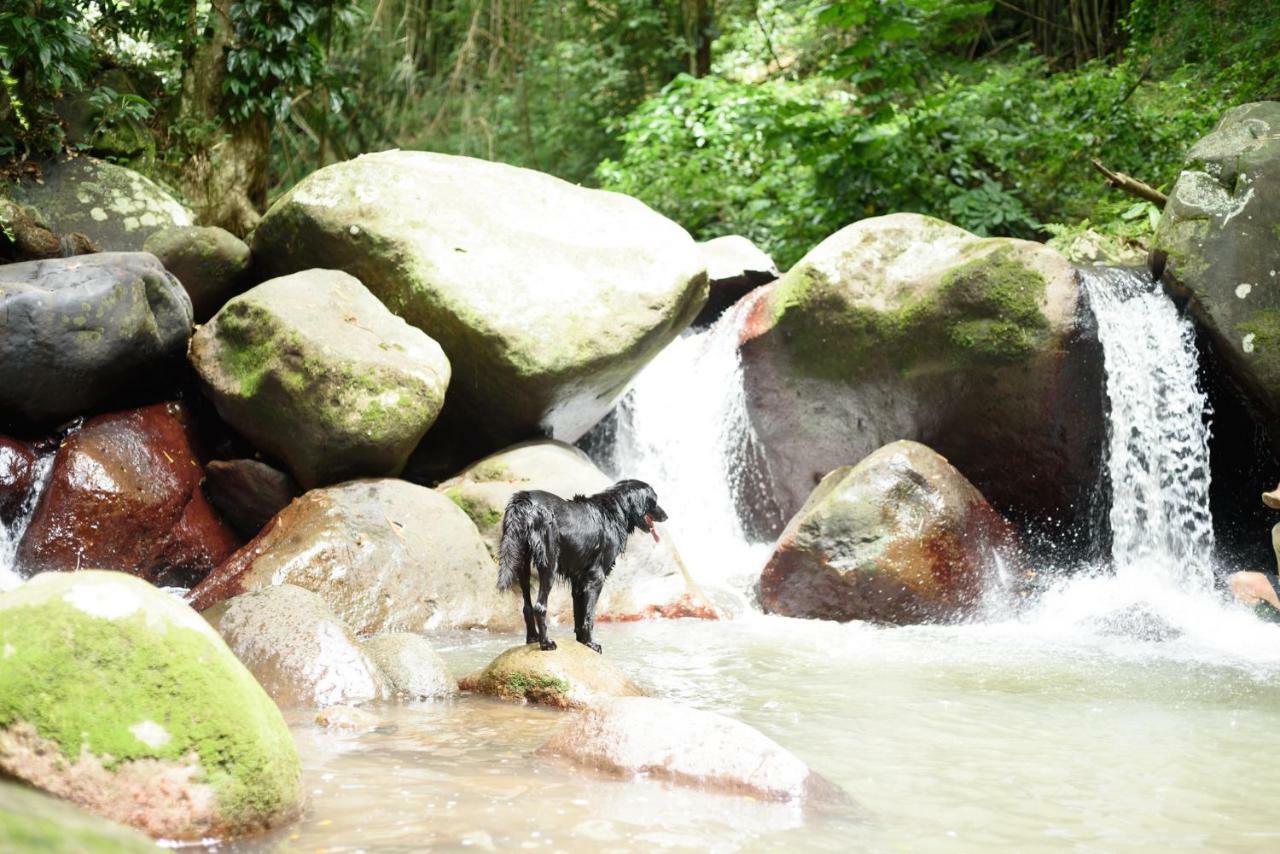 Canton SuisseMartinique Treehouse别墅 外观 照片